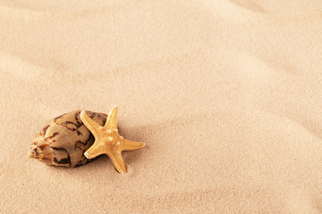 starfish and shellfish mollusk on sand tropical beach.