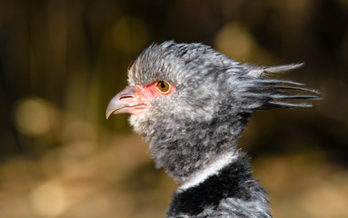 Close up portrait of a southern screamer or crested screamer (Chauna torquata) bird at the Pilsen, ZOO