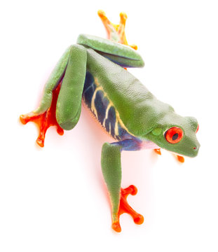 Red eyed tree frog from the tropical rain forest looking down. A cute funny exotic animal with vibrant eyes isolated on a white background. .
