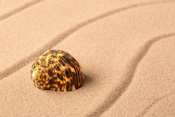 seashell mollusk on the beach sand. Concept for summer vacation.