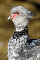 Close up portrait of a southern screamer or crested screamer (Chauna torquata) bird at the Pilsen, ZOO
