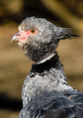 Close up portrait of a southern screamer or crested screamer (Chauna torquata) bird at the Pilsen, ZOO