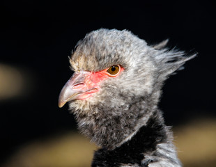 Close up portrait of a southern screamer or crested screamer (Chauna torquata) bird at the Pilsen, ZOO