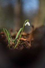 Snowdrops in the park.