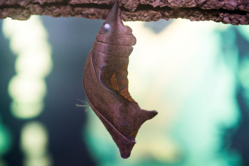 Naklejka premium Crisálida de mariposa