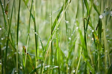 green grass with water drops