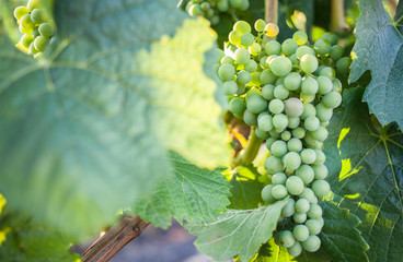 Close-up bunch of grapes in vineyard