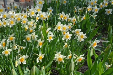 Springtime flower bed with narcissus flowers or  daffodils.
