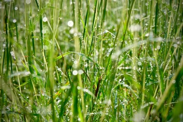 green grass with water drops