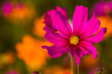 close up Cosmos bipinnatus most beautiful
