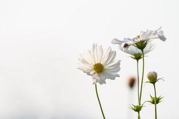 Cosmos bipinnatus variety of different colored flowers as a dominant race who pretty well.