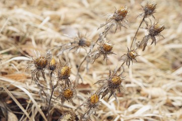 Dry thorny plant in winter