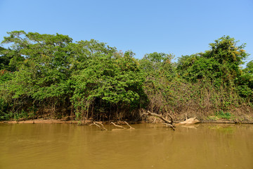 River landscape  and jungle,Pantanal, Brazil
