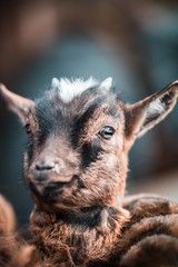 Fototapeta premium Babyziege schaut verduzt in die Kamera