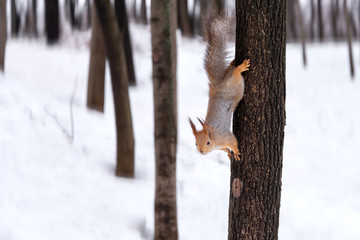 cute red squirrel  stretched on tree trunk  in the park in winter