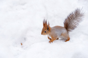 Naklejka na ściany i meble Feeding squirrel in the park in winter