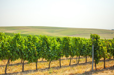 Fototapeta na wymiar Vineyard in South Moravia region, Czech Republic, Europe