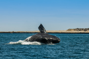 Fototapeta premium Whale jumping in Peninsula Valdes,, Patagonia, Argentina