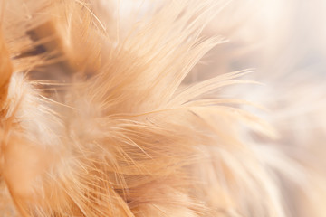 Bird and chicken feathers in soft and blur style for the background