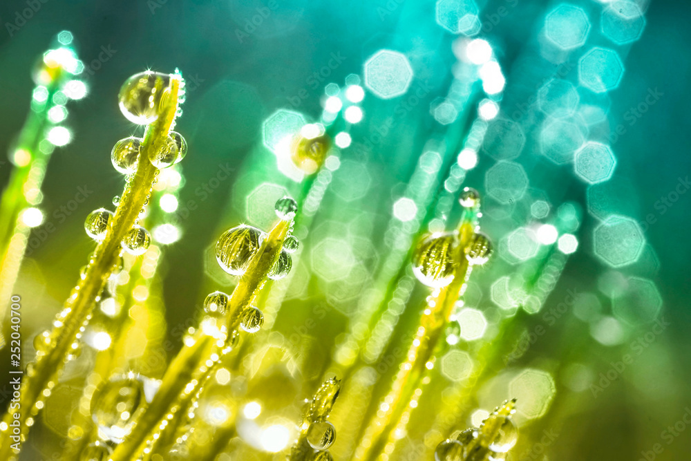 Poster transparent droplets of dew in grass on summer morning sparkle in sunlight in nature. young juicy fr