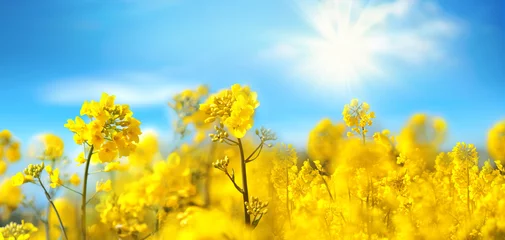 Poster Verkrachting bloemen close-up tegen een blauwe lucht met wolken in zonnestralen op de natuur in het voorjaar, panoramisch uitzicht. Groeiende bloeiende verkrachting, soft focus, kopieer ruimte. © Laura Pashkevich
