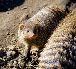 banded mongoose (Mungos mungo)