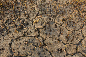 Cracked soil
