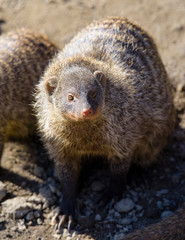 banded mongoose (Mungos mungo)
