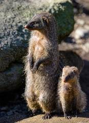 banded mongoose (Mungos mungo)