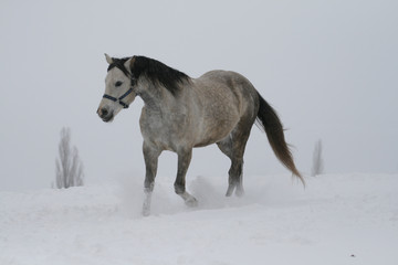 Fototapeta na wymiar arab horse on a snow slope (hill) in winter