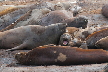  Elephant seal, Hannah Point, Antartic peninsula.