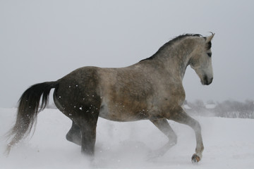 arab horse on a snow slope (hill) in winter