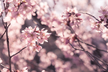 Japanese cherry Blossom (Sakura tree) spring season or hanabi season in japan, outdoor pastel color background