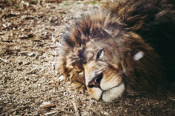 Lion couché