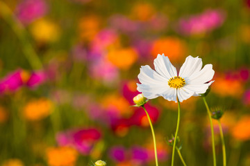 Cosmos bipinnatus is flowers of peace.