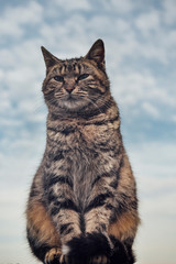 Cat sits on a board with a background of clouds