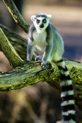 Ring tailed lemur (Lemur Catta) in a forest.