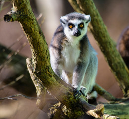 Ring tailed lemur (Lemur Catta) in a forest.