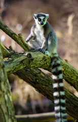 Ring tailed lemur (Lemur Catta) in a forest.