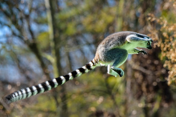 Ring tailed lemur (Lemur Catta) in a forest.
