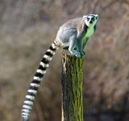 Ring tailed lemur (Lemur Catta) in a forest.