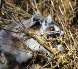 Ring tailed lemur (Lemur Catta) in a forest.