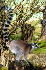 Ring tailed lemur (Lemur Catta) in a forest.