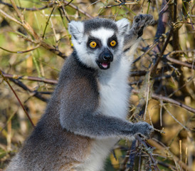 Ring tailed lemur (Lemur Catta) in a forest.