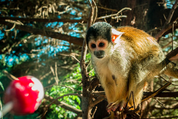 Obraz premium squirrel monkey bolivian
