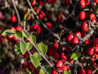 OLYMPUS DIGITAL CAMERA - RED BERRIES