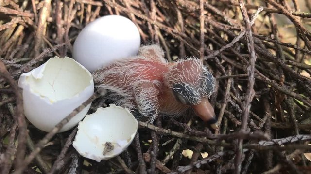 An image of a baby bird , Jambu fruit-dove on the nest