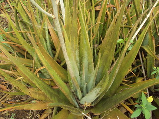 Fototapeta premium Aloe Vera