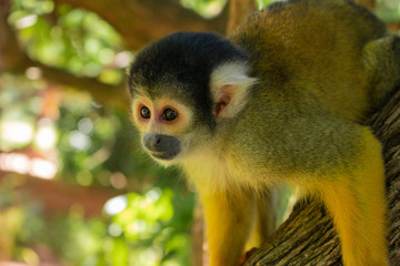 squirrel monkey bolivian