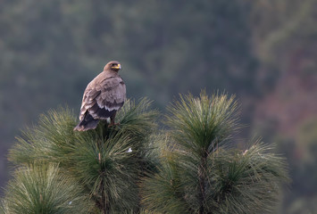 Steppe eagle on perch in Forest